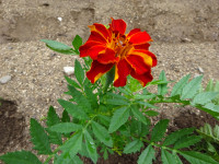 DSC08067