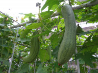 DSC09086